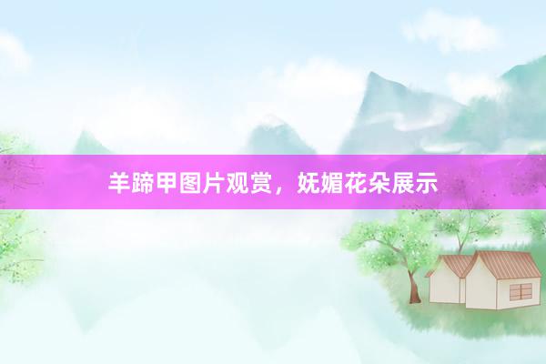 羊蹄甲图片观赏，妩媚花朵展示